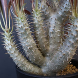 P.イノピナツム (実生) 04