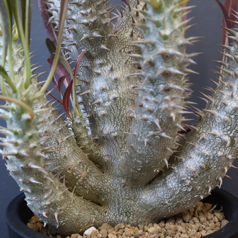 P.イノピナツム (実生) 04