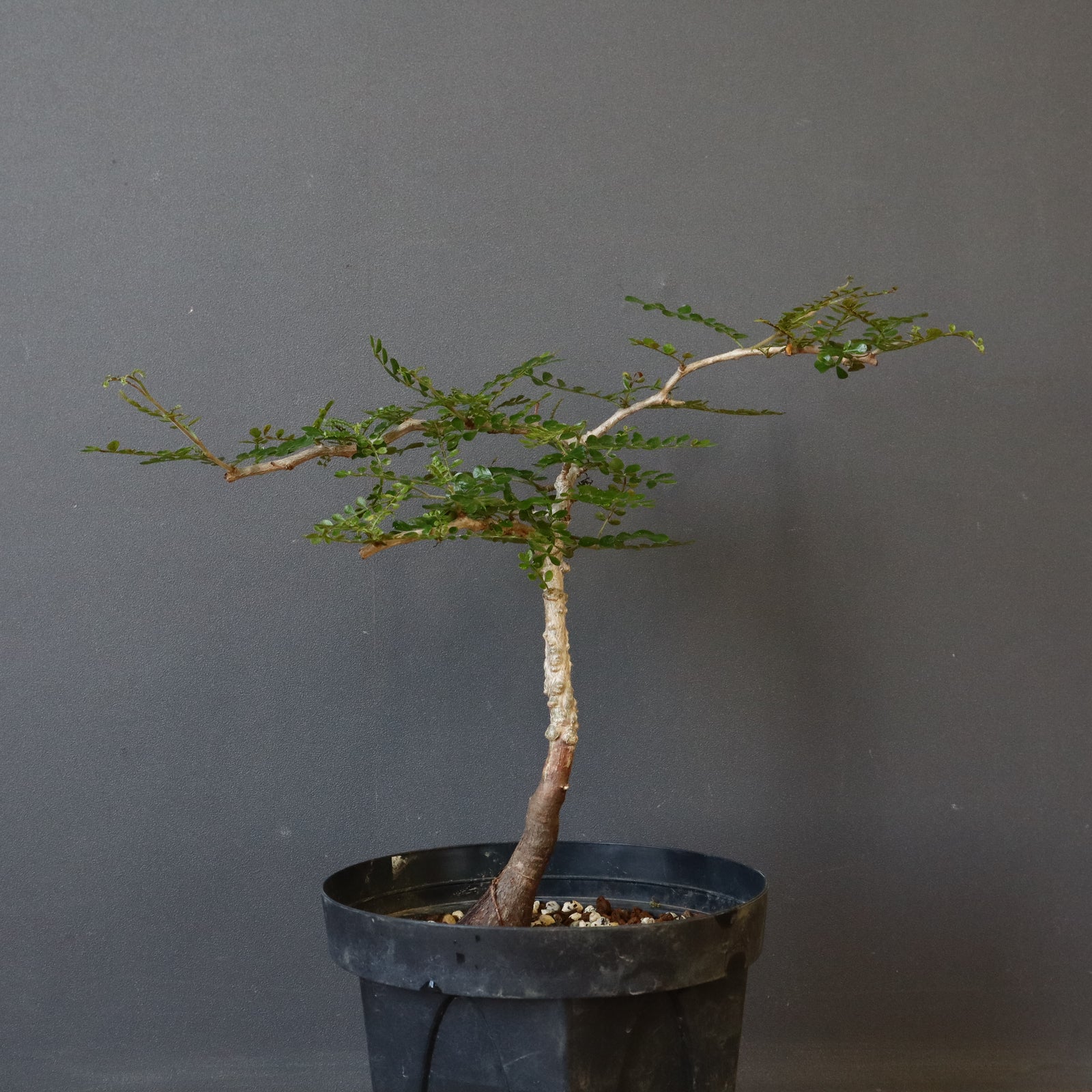 IMG_1776_8e169225-e65b-4b7f-