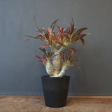 P.イノピナツム (実生) 05