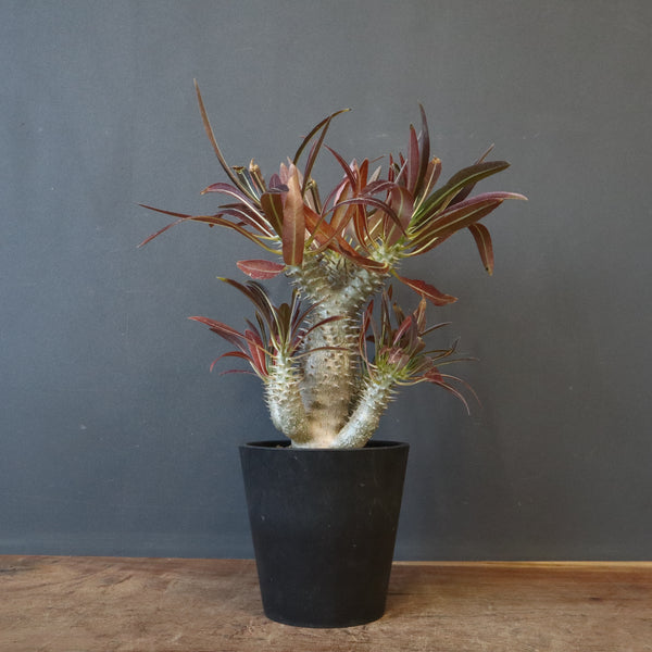 P.イノピナツム (実生) 05