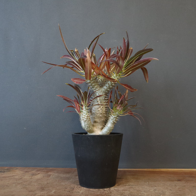 P.イノピナツム (実生) 05