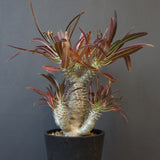 P.イノピナツム (実生) 05