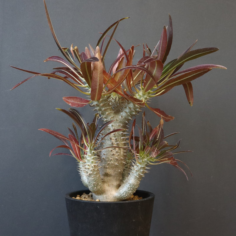 P.イノピナツム (実生) 05