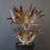 P.イノピナツム (実生) 05