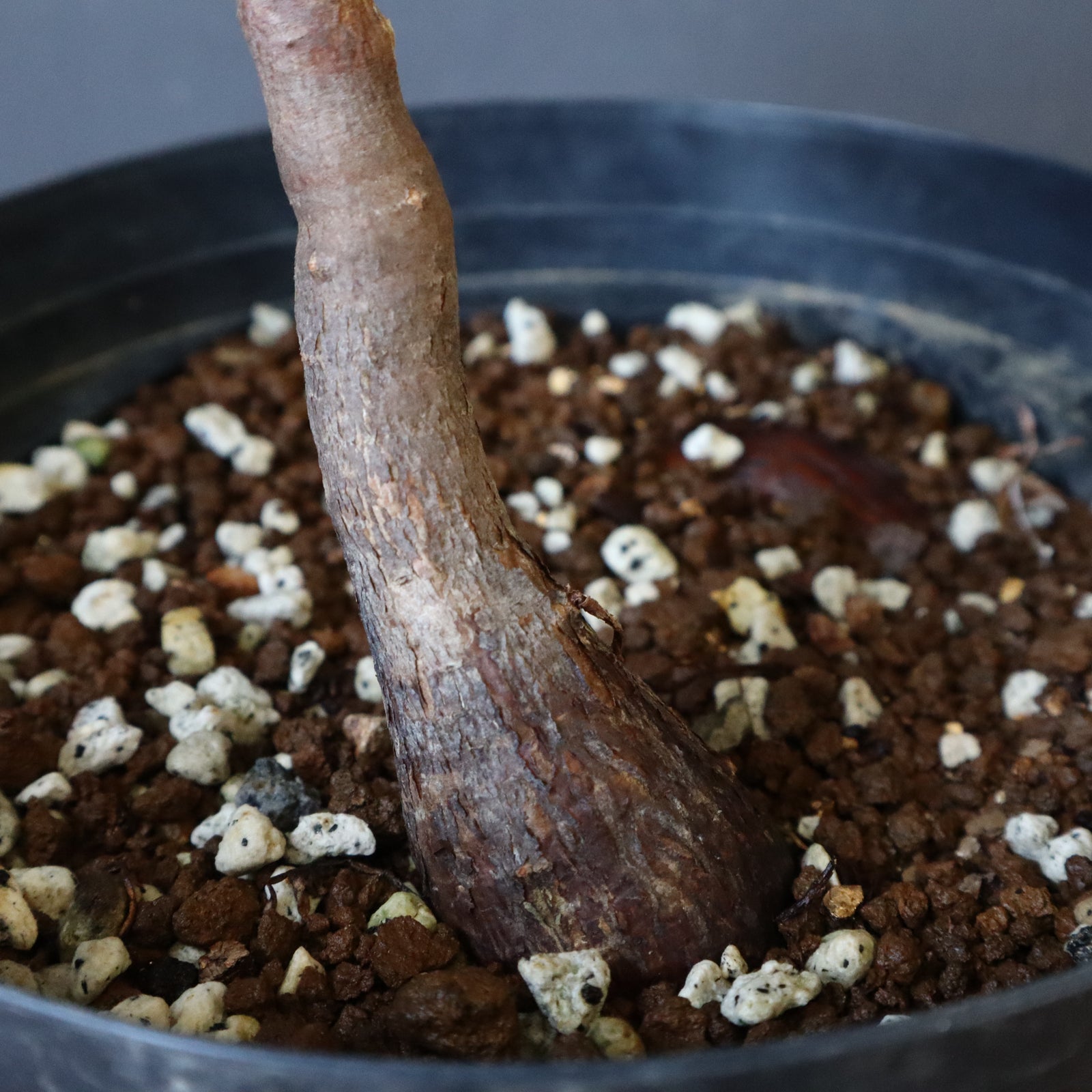 実生　パキプス　8年　大株 O.パキプス (実生) 820 – TaiShoDo ONLINE SHOP