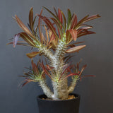 P.イノピナツム (実生) 05