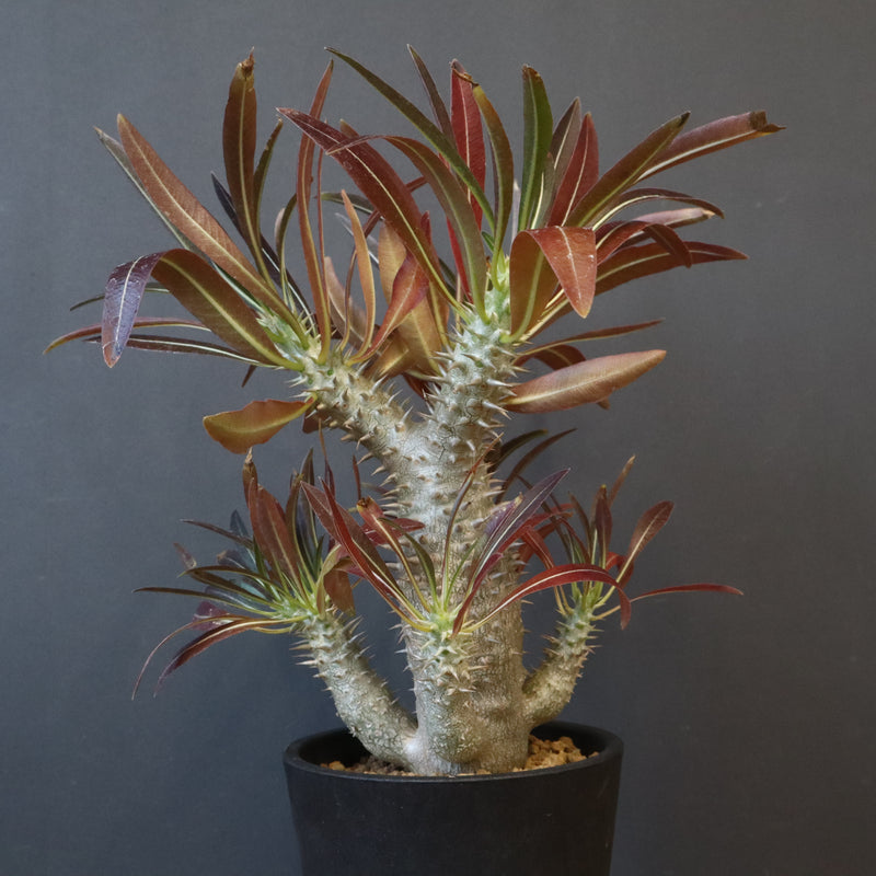 P.イノピナツム (実生) 05