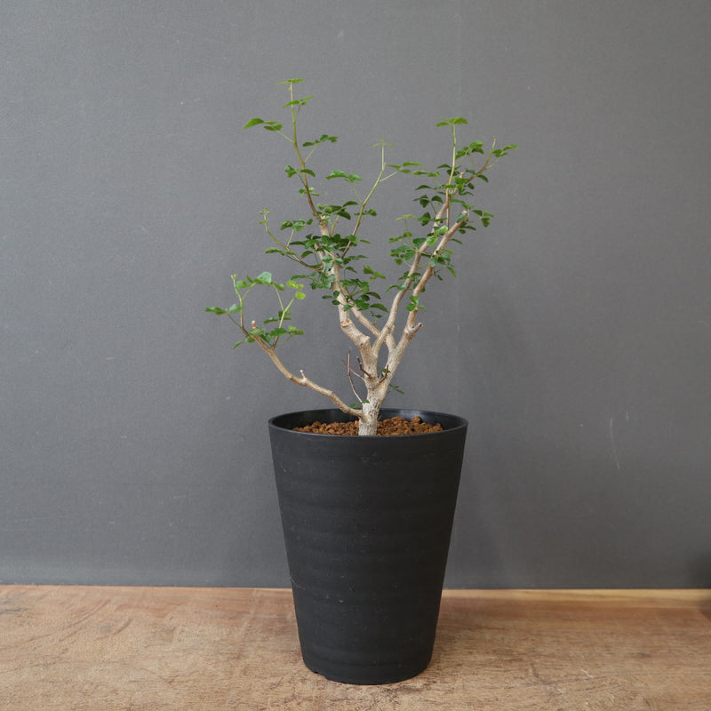 C.シヌアタ（実生） EC2600 – TaiShoDo ONLINE SHOP