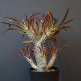 P.イノピナツム (実生) 05