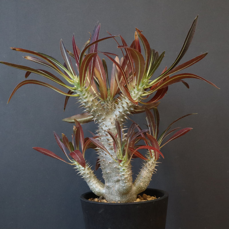 P.イノピナツム (実生) 05