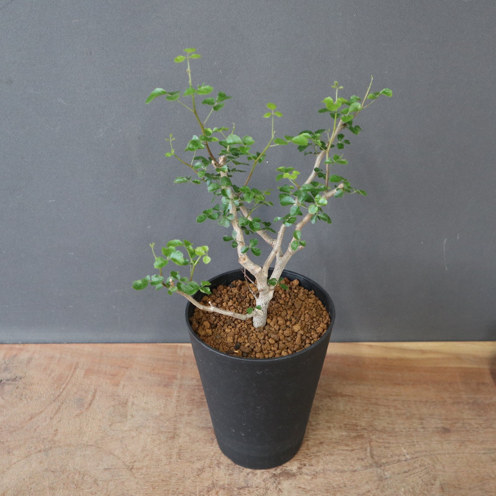 C.シヌアタ（実生） EC2600 – TaiShoDo ONLINE SHOP
