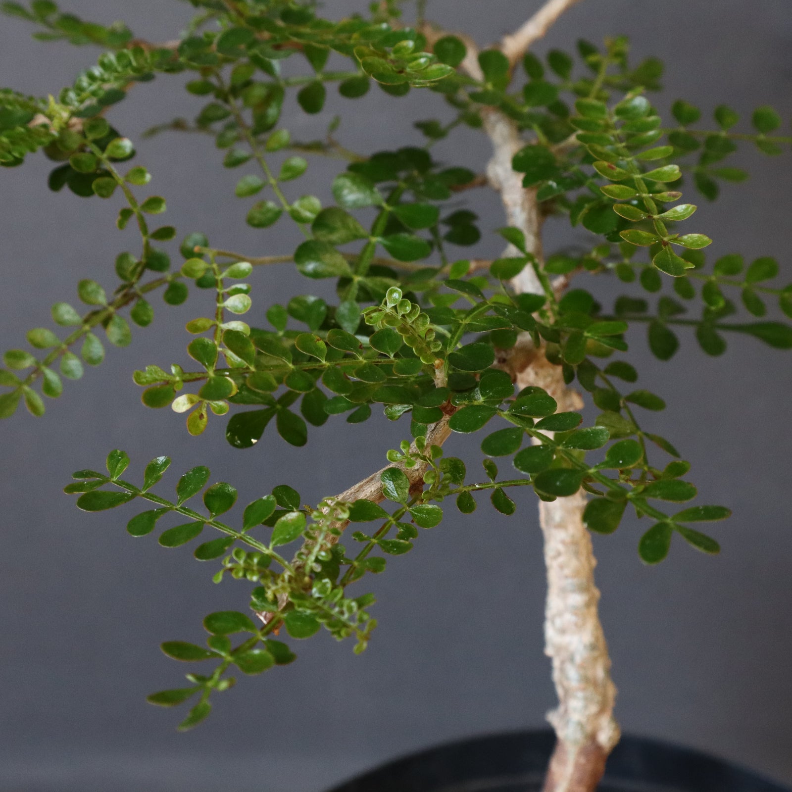 O.パキプス (実生) 816 – TaiShoDo ONLINE SHOP