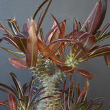 P.イノピナツム (実生) 05