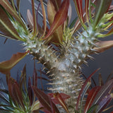 P.イノピナツム (実生) 05