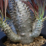 P.イノピナツム (実生) 05