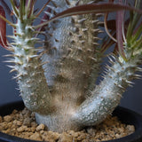 P.イノピナツム (実生) 05