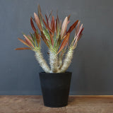 P.イノピナツム (実生) 06