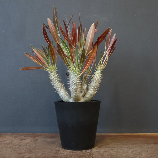 P.イノピナツム (実生) 06