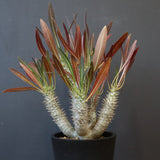 P.イノピナツム (実生) 06