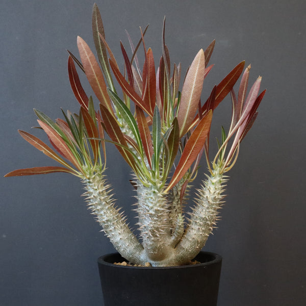 P.イノピナツム (実生) 06