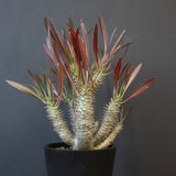 P.イノピナツム (実生) 06