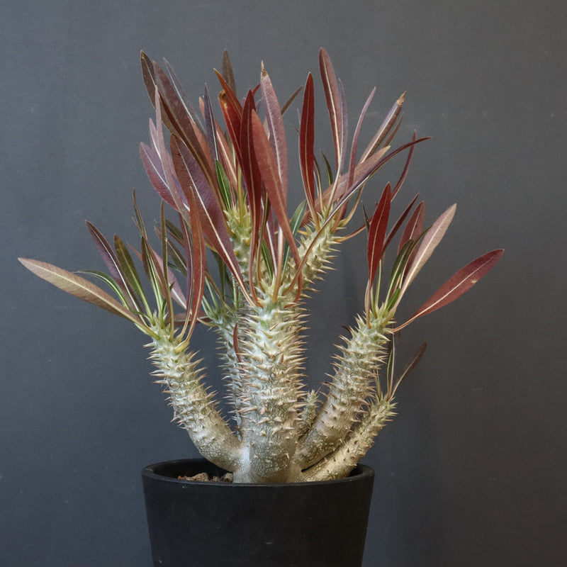 P.イノピナツム (実生) 06