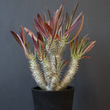 P.イノピナツム (実生) 06