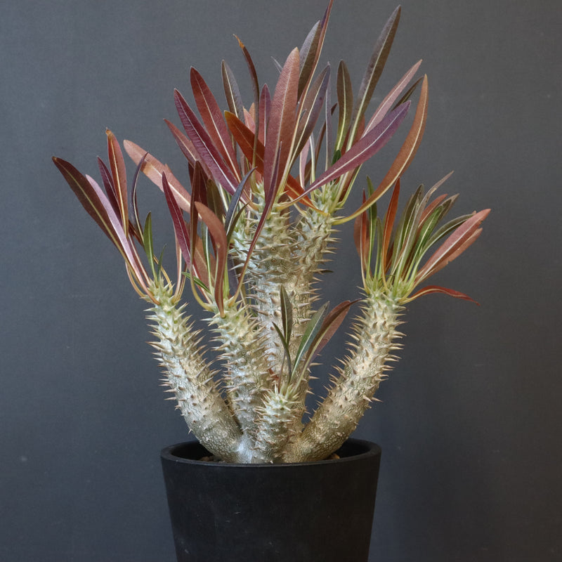 P.イノピナツム (実生) 06