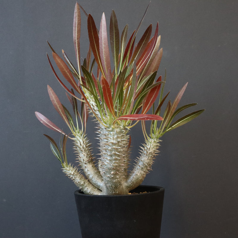 P.イノピナツム (実生) 06