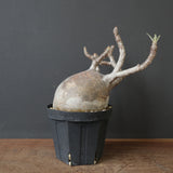 P.グラキリス 2205