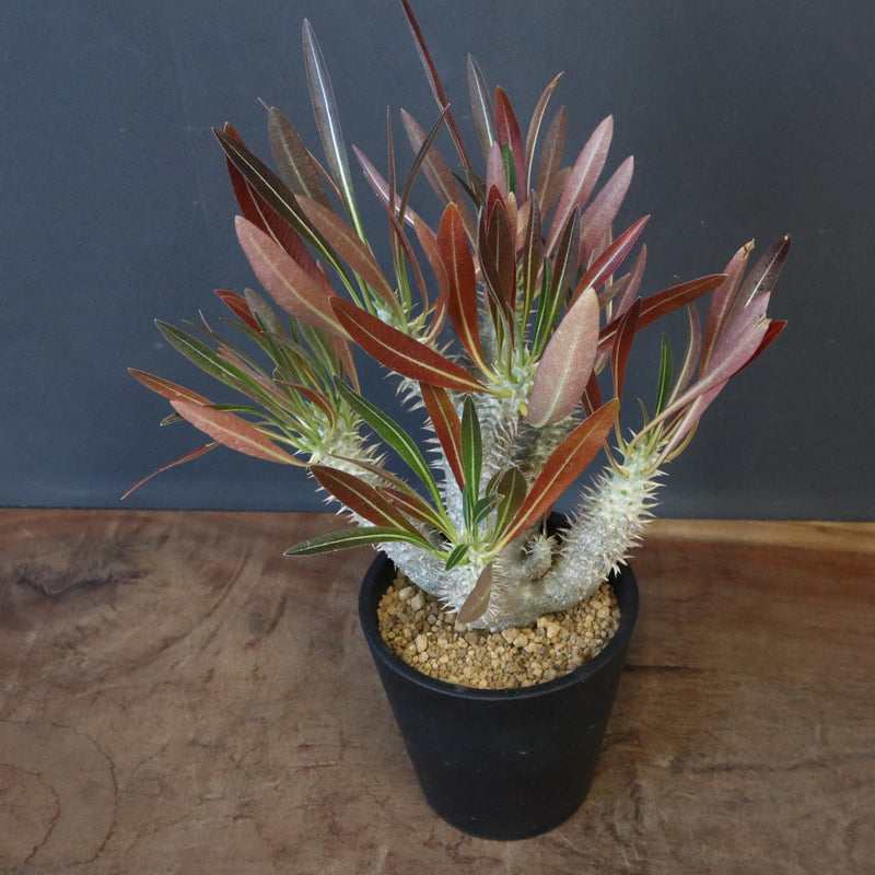 P.イノピナツム (実生) 06