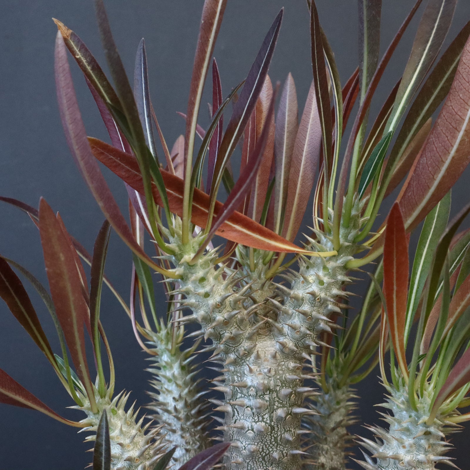 P.イノピナツム (実生) 06 – TaiShoDo ONLINE SHOP