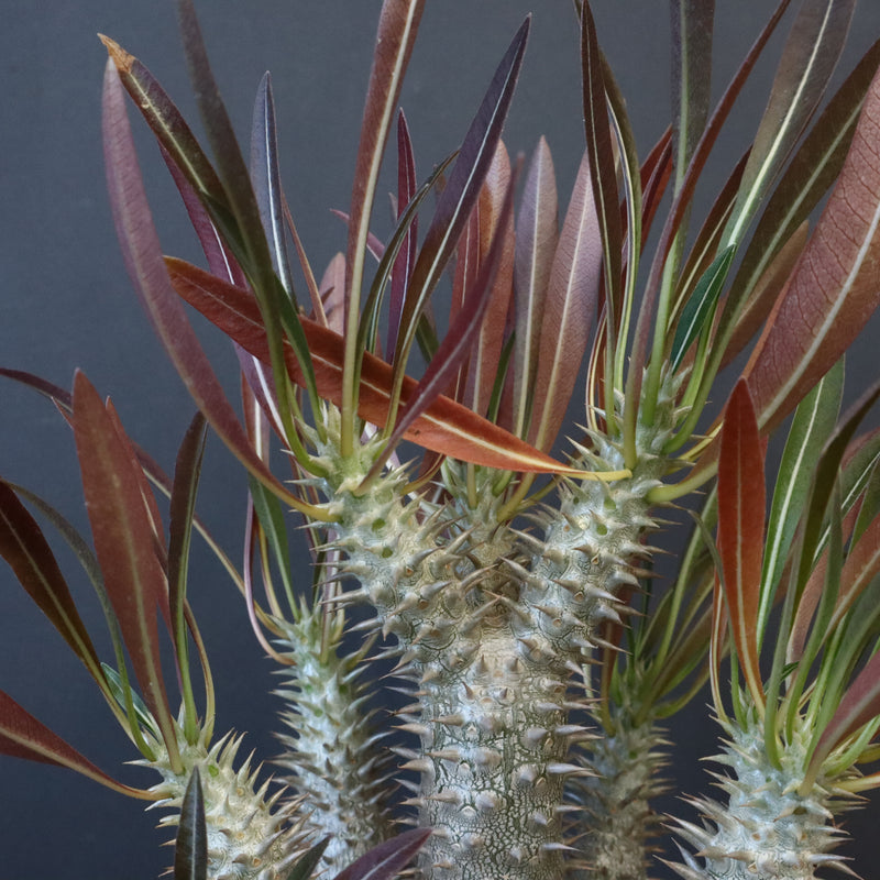 P.イノピナツム (実生) 06