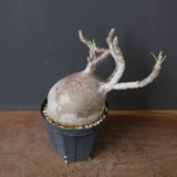 P.グラキリス 2205