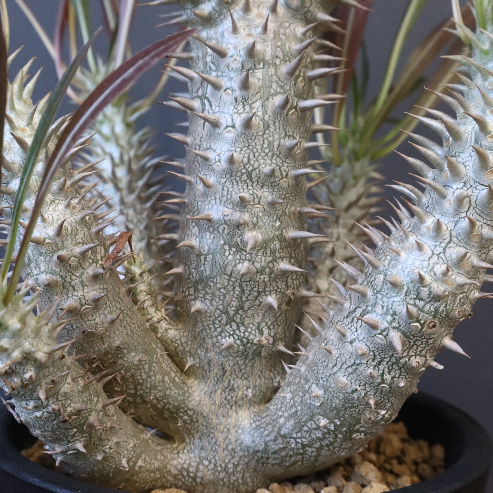 P.イノピナツム (実生) 06 – TaiShoDo ONLINE SHOP