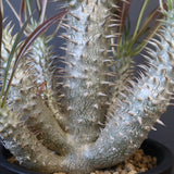 P.イノピナツム (実生) 06