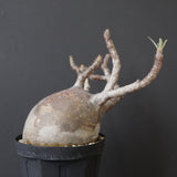 P.グラキリス 2205