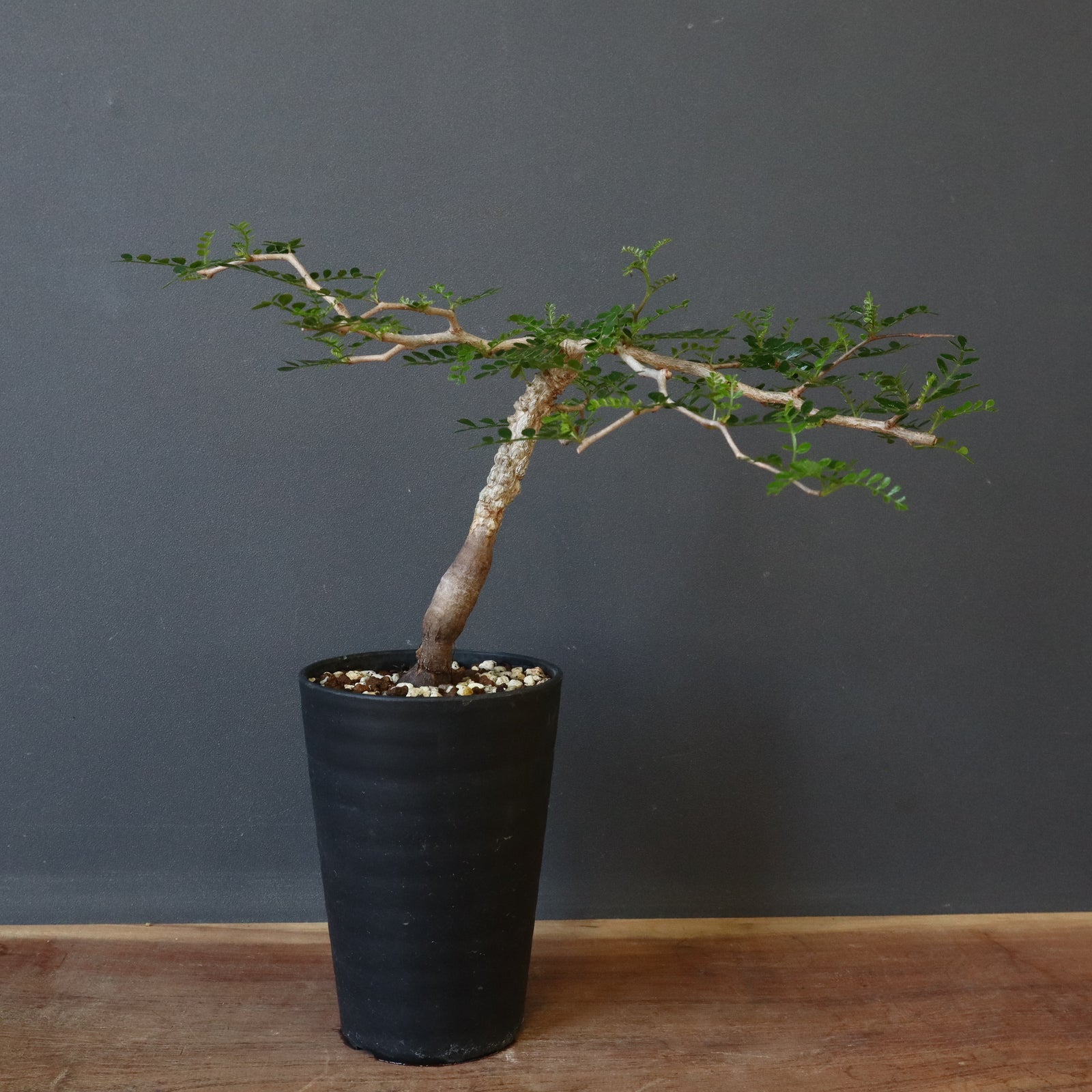 実生　パキプス　8年　大株 大株 オペルクリカリア パキプス φ 15cm［No.44］ × 根本峻吾 作