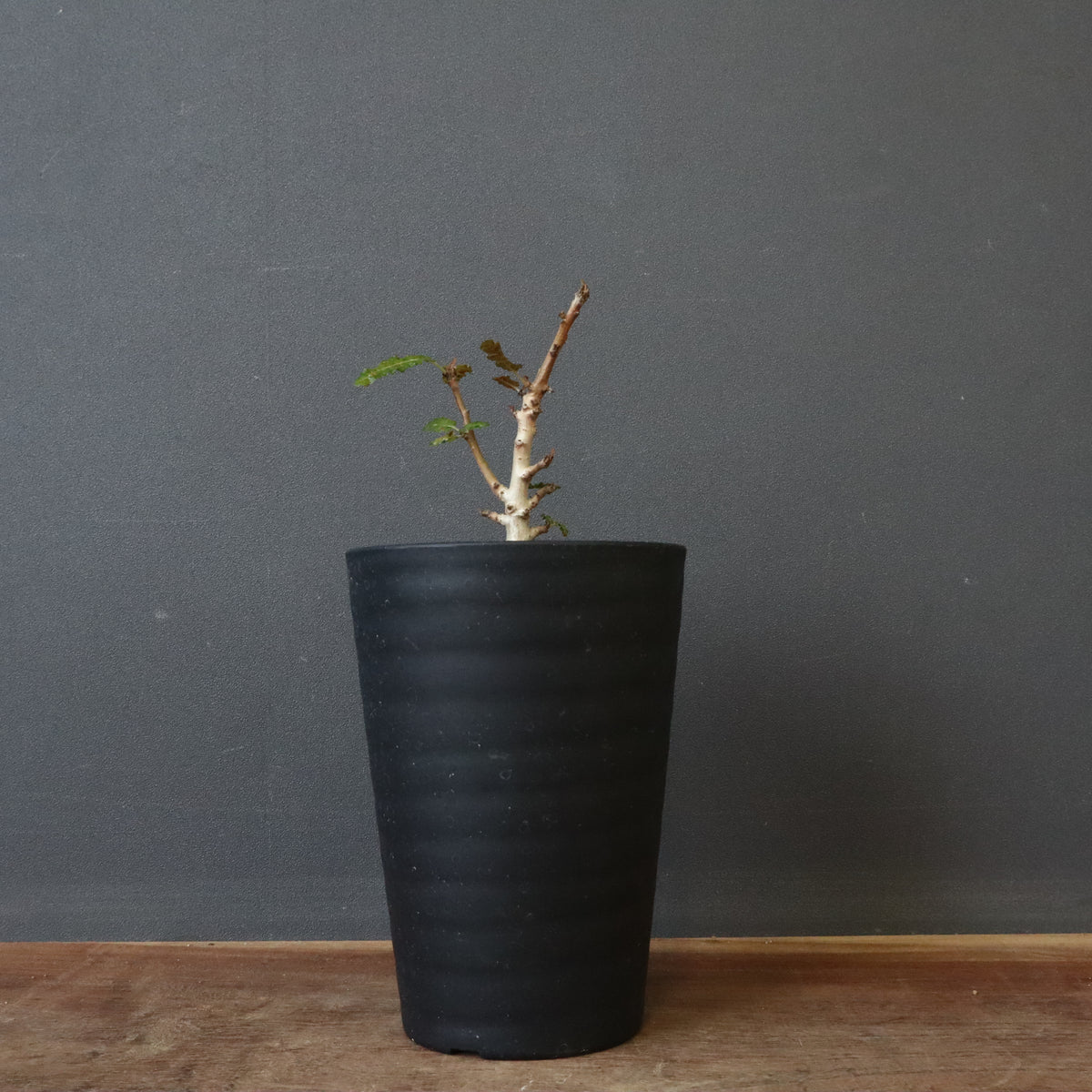 塊根植物 – 19ページ目 – TaiShoDo ONLINE SHOP