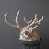 P.グラキリス 2205