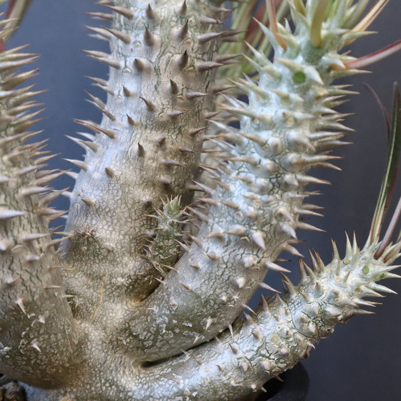 P.イノピナツム (実生) 06