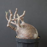 P.グラキリス 2205