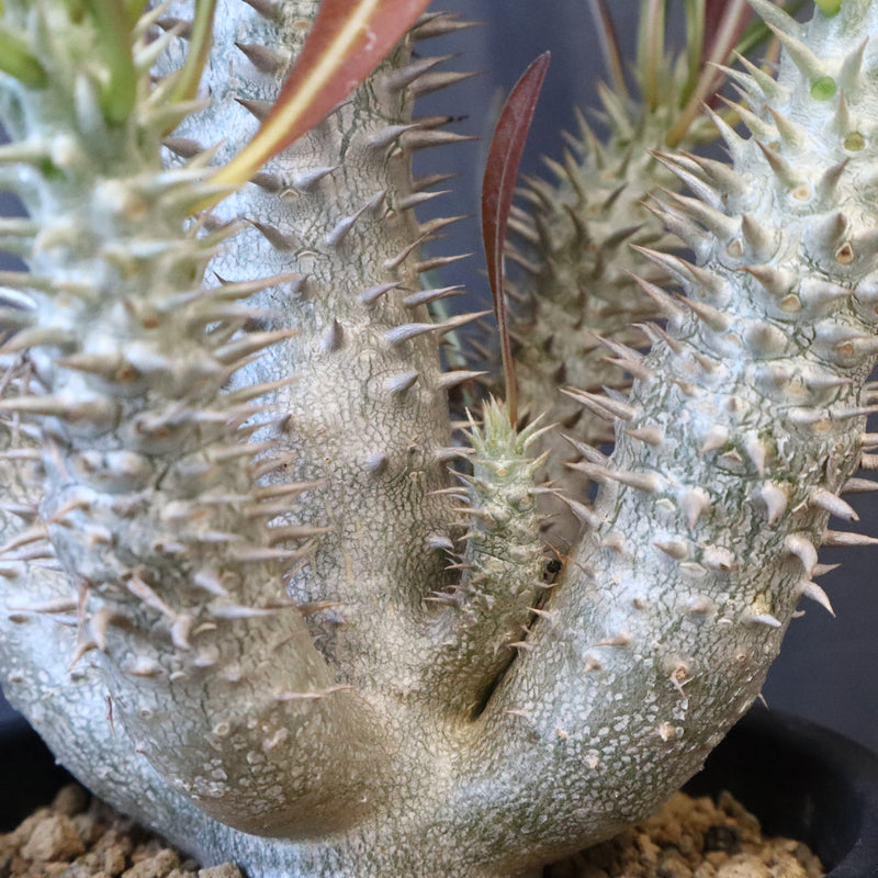 P.イノピナツム (実生) 06