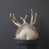 P.グラキリス 2205