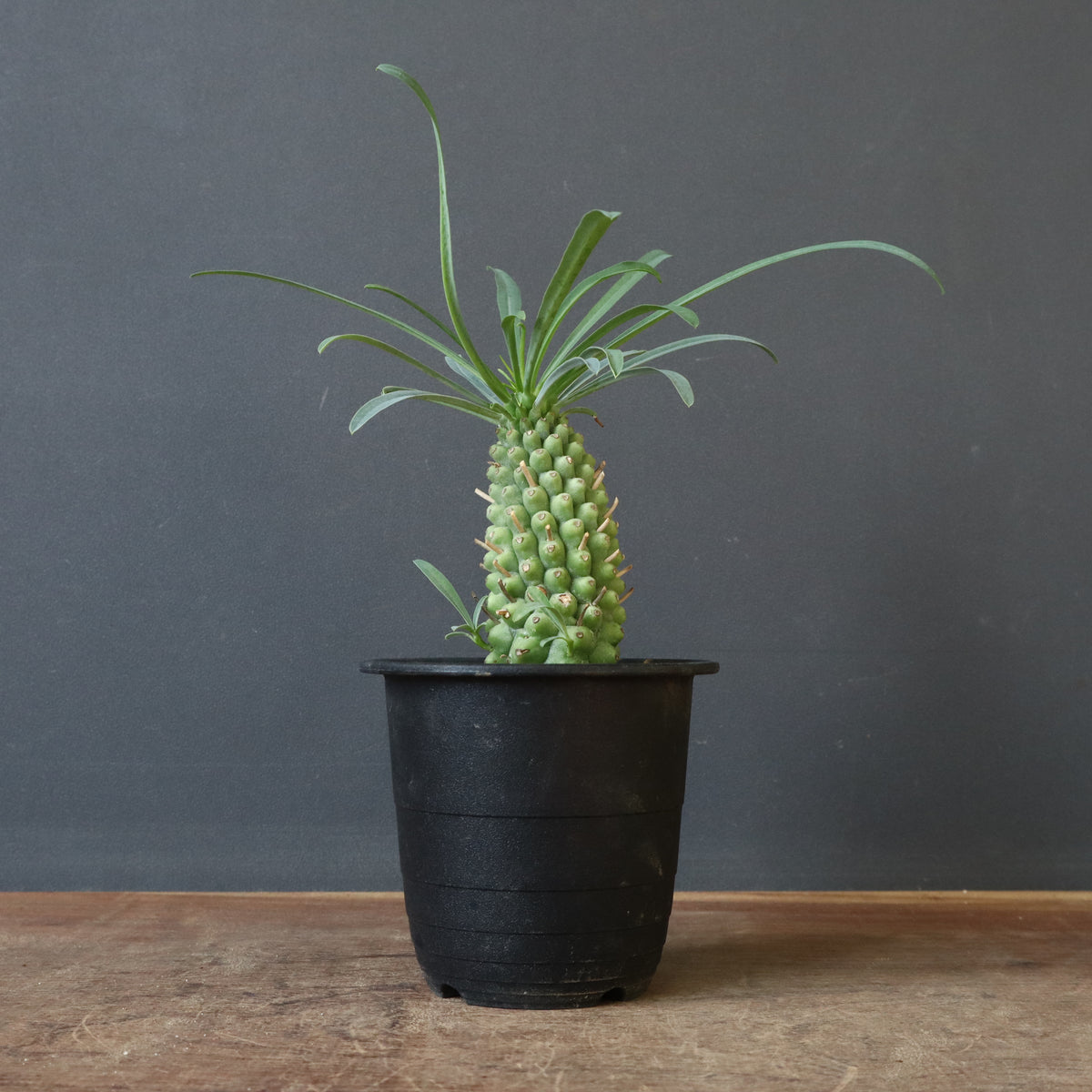 ユーフォルビア – TaiShoDo ONLINE SHOP