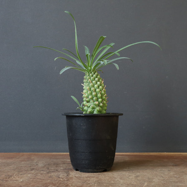 E.プピグランス 02