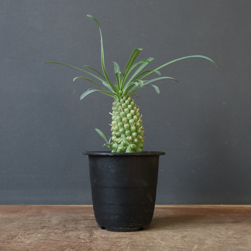 E.プピグランス 02