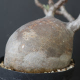 P.グラキリス 2205