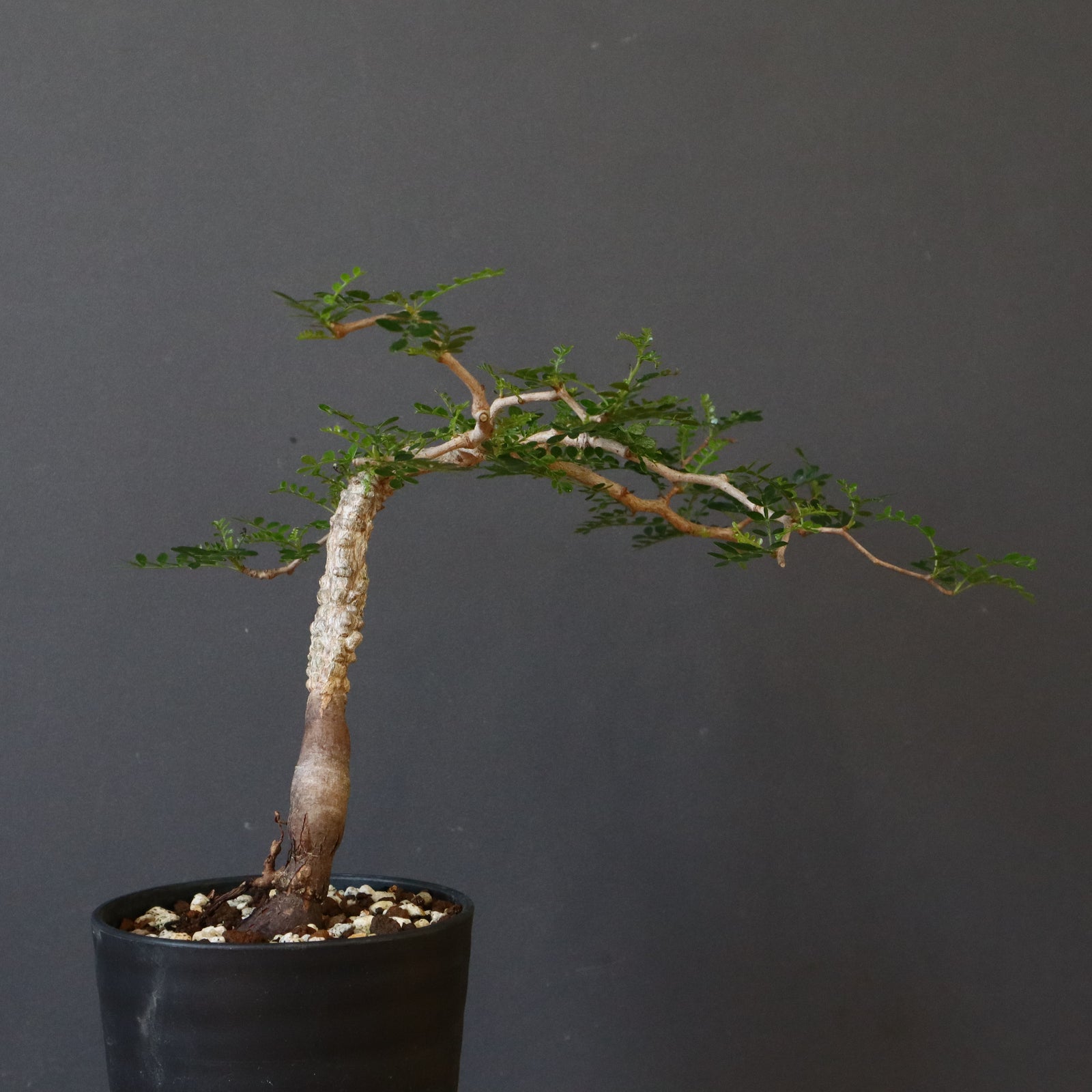 実生　パキプス　8年　大株 実生 パキプス 8年 大株